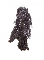 Buk pospolity 'Purple Fountain' DUŻE SADZONKI 200-250 cm, obwód pnia 10-12 cm (Fagus sylvatica)